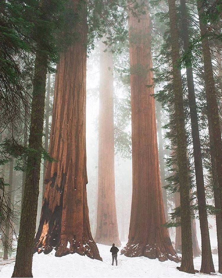 wxwows's tweet photo. Sequoia National Park, Southern Sierra Nevada east of Visalia, California, USA 🇺🇸 https://t.co/i7vEutepbU