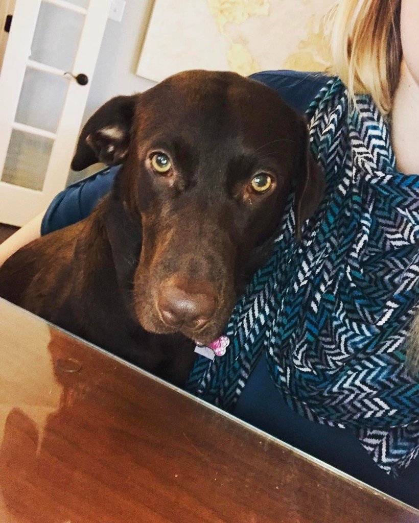 MrsMatthews91's tweet photo. "Professor Remi" at my desk today, ready to help with STAAR tutoring! She REALLY wants you… https://t.co/w8k8i87kKE https://t.co/ybvXkeHNmR