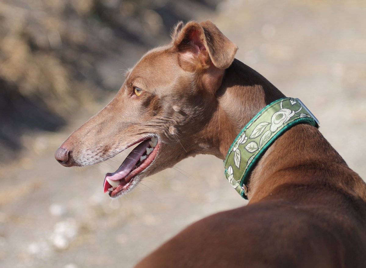 BasketatodoRitm's tweet photo. Hoy #diamundialdelgalgo:día que termina la temporada de caza y miles de galgos encuentran un cruel final.Mi #Dycki os dice: #AdoptaNoCompres https://t.co/piHJFKzr4u