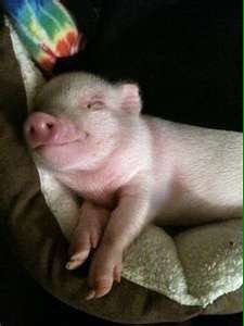 Just Cute Pigs tweet media