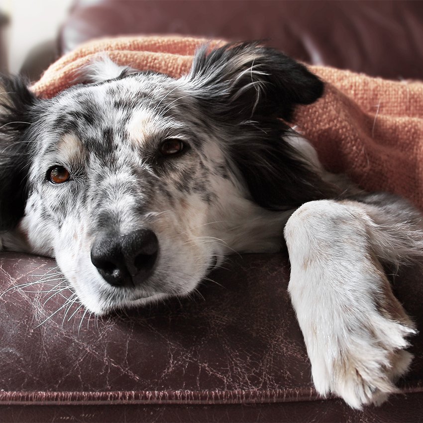 Because it's Wednesday - 10 proven remedies for recovering from a rough week: huff.to/1GxTYMo