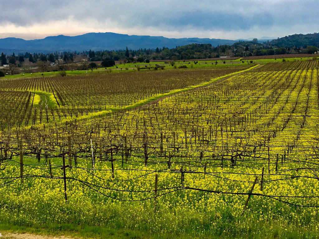 SafeHouseNW's tweet photo. Winter is like spring-wild mustard keeps grape vines company in #Napa @NapaRegister @CountyofNapa https://t.co/BNp5iGZ4MH