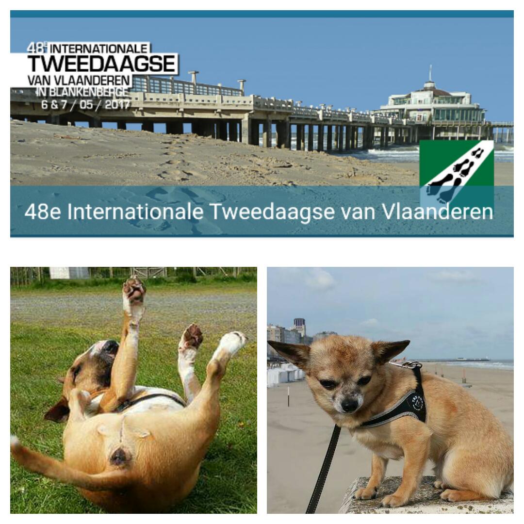 FlaNieAmLay's tweet photo. @imlwalking Enjoy walking with our dogs! Go to Belgium! https://t.co/HNcwFW3XWs