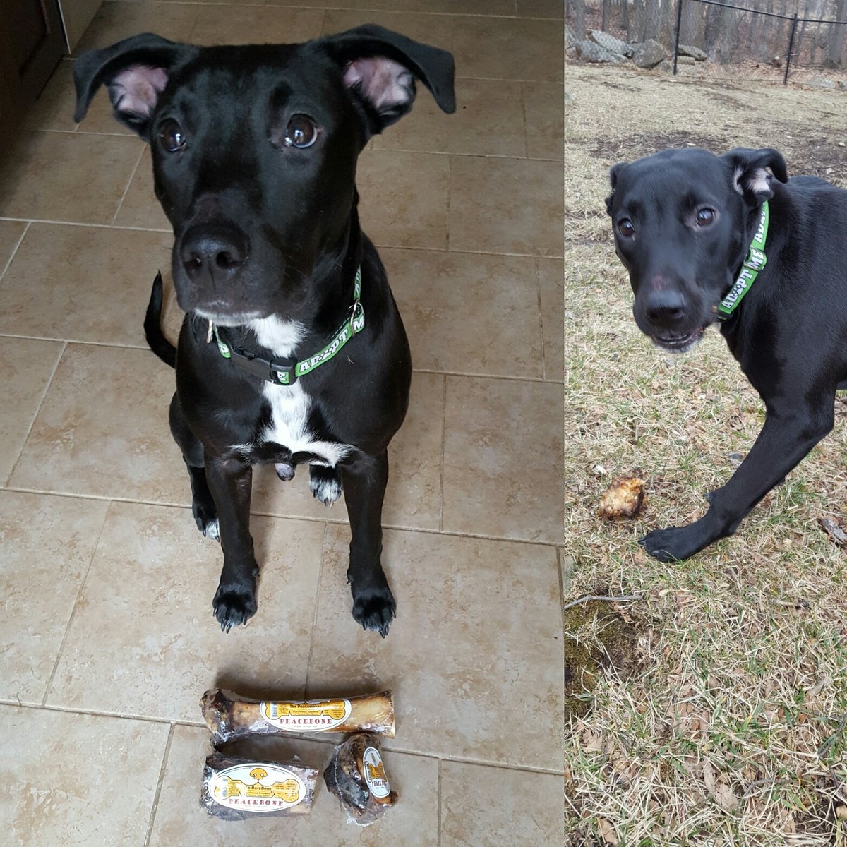 RealmOfVibesDG's tweet photo. Peacebones make my dog happy! https://t.co/5Q2fjcD53f #dog #Bones #canine #fosterdog #rescuemom #peacebone #happydog #doglife #dogsarelove https://t.co/UhyeKY6FbL