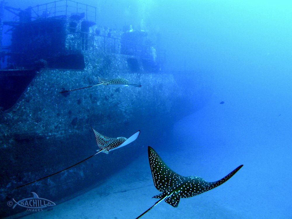 scubadivingmag's tweet photo. It's time to plan that trip to #Hawaii! https://t.co/NEuRmETpDo https://t.co/8soE0aI68S
