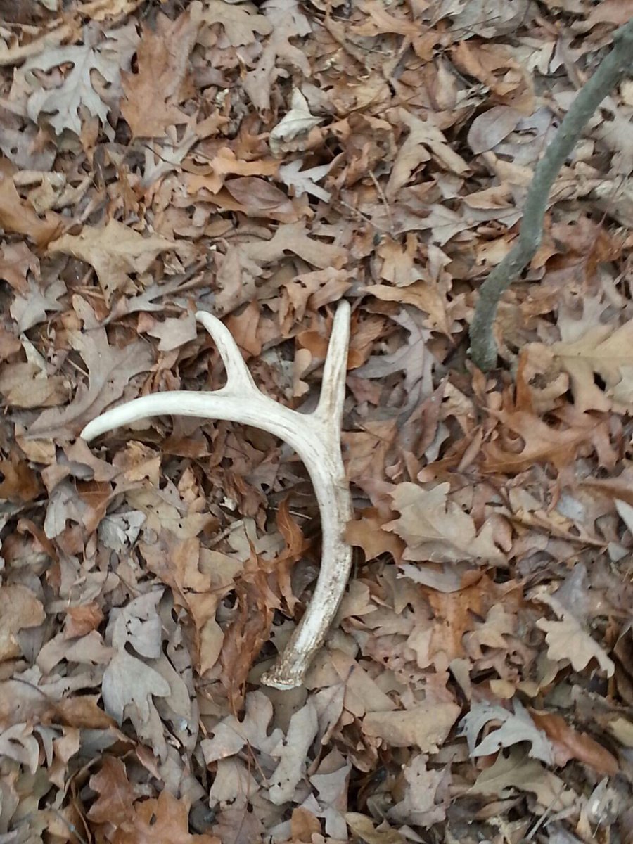 Nsane_Bowhunter's tweet photo. As bow season winds down, time to find the dropped souvenirs of those freak nasties https://t.co/idMWI5XVR1