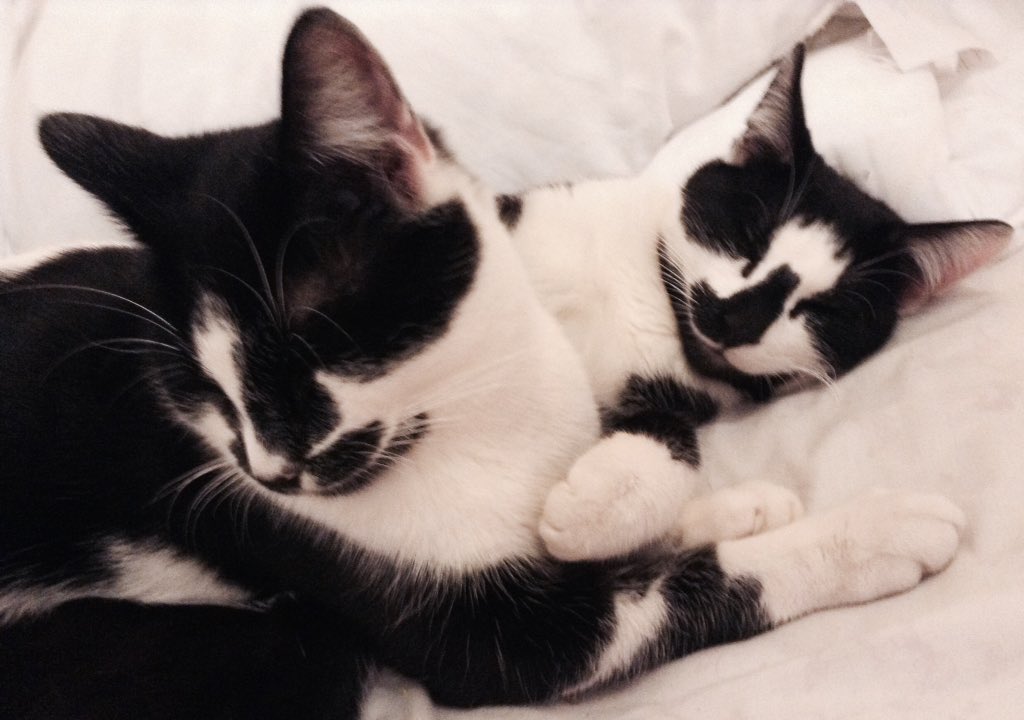 FindPeterPonce's tweet photo. See the #PonceTwins human today and grassed them right up πππ #CatsOfTwitter #notmycat #PerryPonce #PippyPonce https://t.co/exvUyWhfTS