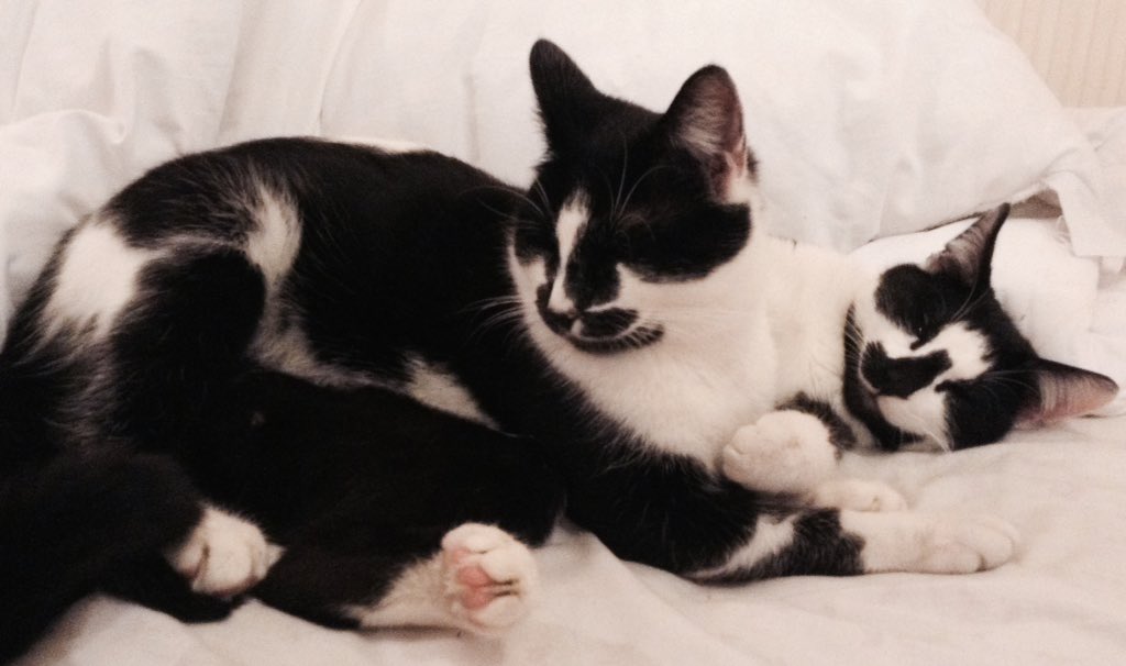FindPeterPonce's tweet photo. See the #PonceTwins human today and grassed them right up πππ #CatsOfTwitter #notmycat #PerryPonce #PippyPonce https://t.co/exvUyWhfTS