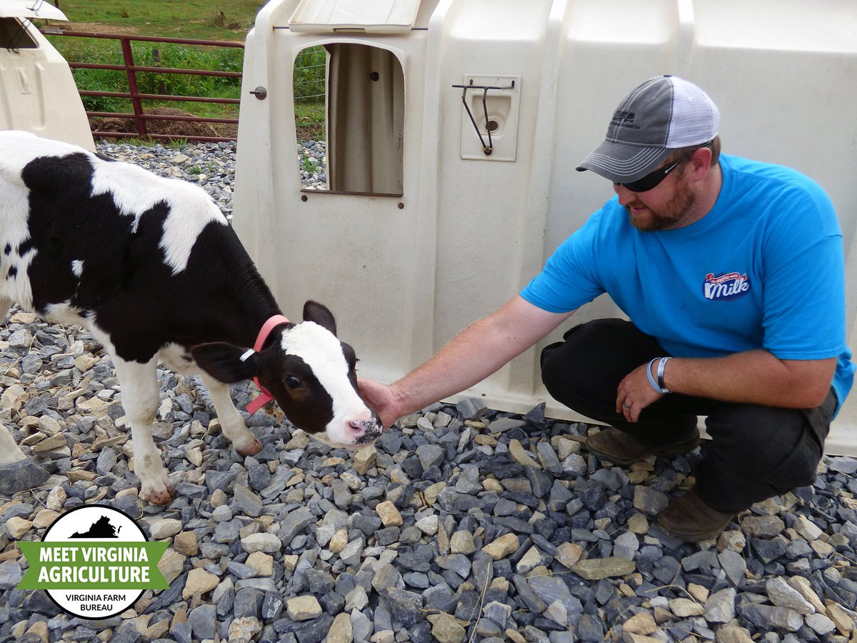 VaFarmBureau's tweet photo. True or false? Organic milk tastes better because organic farmers love their cows more. Find out: https://t.co/FblBt7kYql #MeetVaAg #false https://t.co/RSGth39I0N