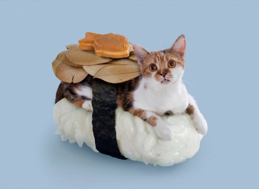 fubiz's tweet image. Cats Dressed as Sushi Rolls bit.ly/1GXgr8I