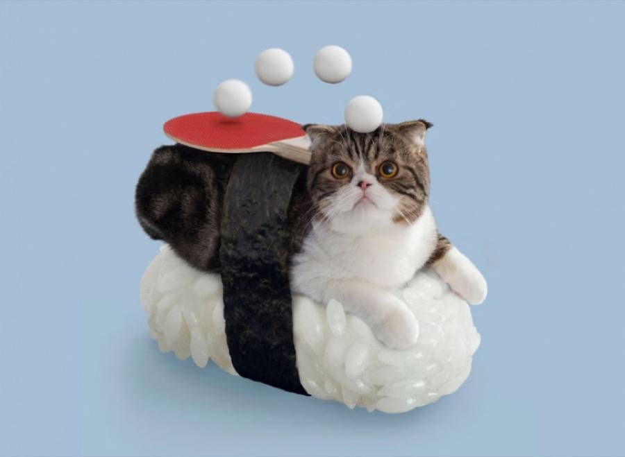 fubiz's tweet image. Cats Dressed as Sushi Rolls bit.ly/1GXgr8I