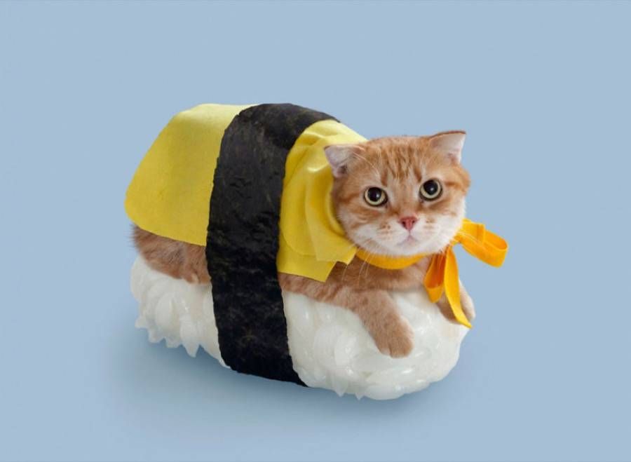fubiz's tweet image. Cats Dressed as Sushi Rolls bit.ly/1GXgr8I