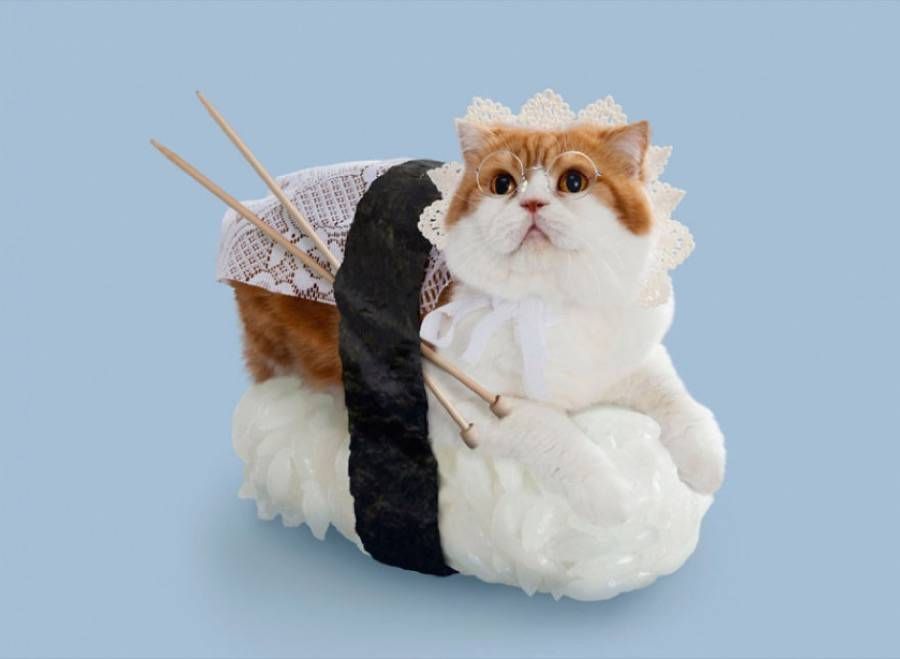 fubiz's tweet image. Cats Dressed as Sushi Rolls bit.ly/1GXgr8I