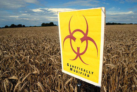 GMWatch's tweet photo. Experts Slam UK Government over Rothamsted #GMO Wheat Trial https://t.co/r3nIVNxZ9Z https://t.co/4MfqhJGBbZ