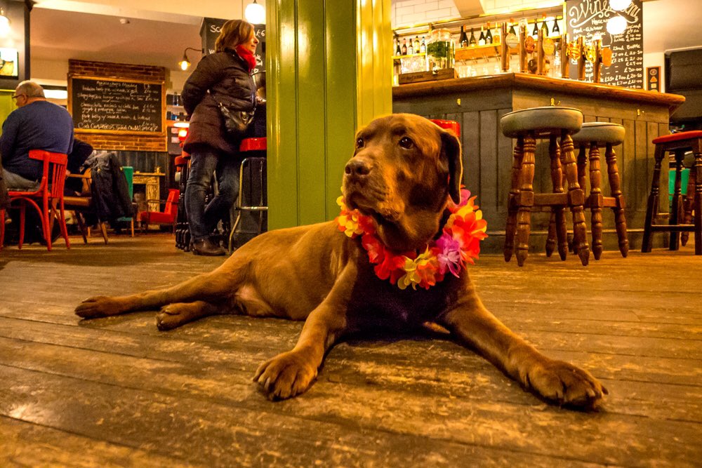 andrewhasson's tweet image. Pub dog this week #prestonvillearms #labrador #caninelife #relaxed #chilled
