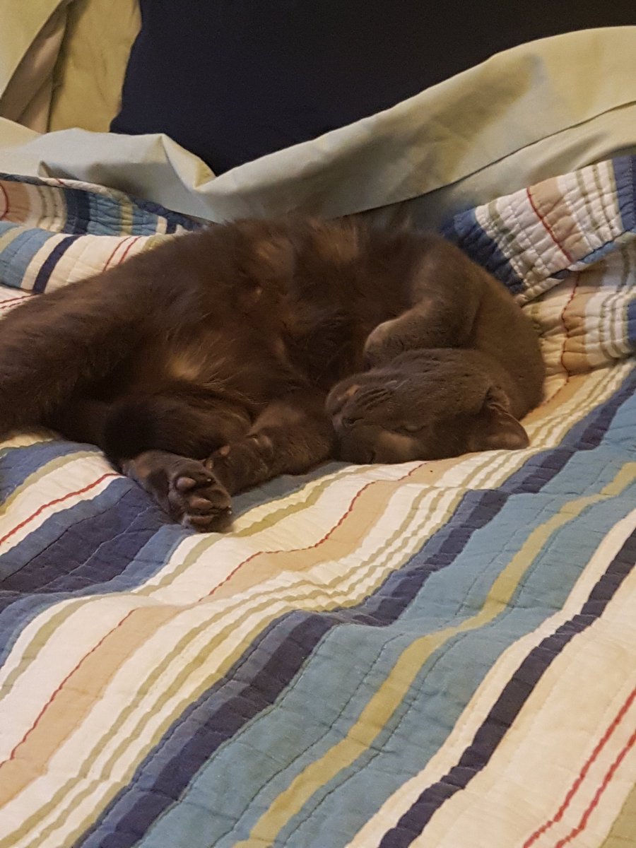 NihilistABDcat's tweet photo. Nope, things don't look better from this vantage point either. Things still seem upside down. #academicswithcats https://t.co/eSsFU1rOUn