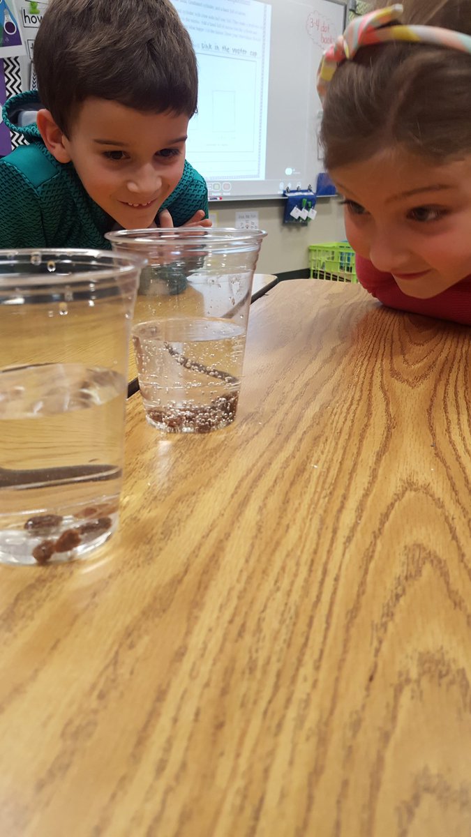 KJones_Readers's tweet photo. These scientists were predicting and observing what happens when raisins are added to water vs. soda! #wegrowthinkers #chapmanrocks https://t.co/6T7sUTa7VY