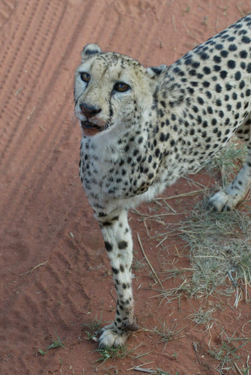 Brandon_Weir's tweet photo. @colemitteness @DavidHanson1 @RELEVANT 

Maybe? #cheetahpastor https://t.co/qELZiOaFMg