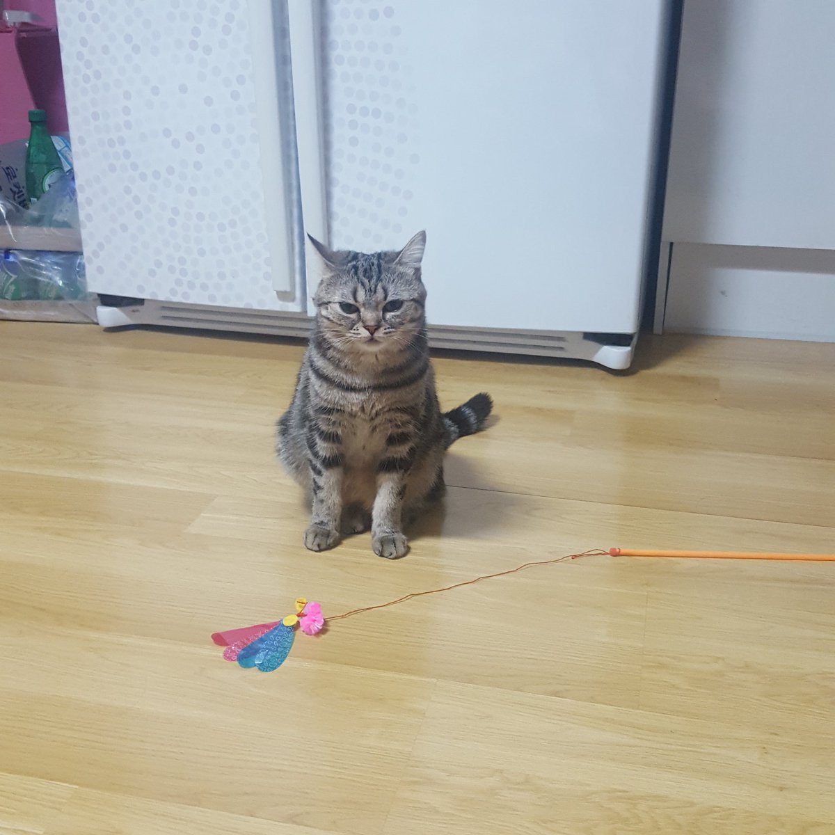 졸려가꾸 눈도 제대로 못 뜨면서 그 와중에 까샤까샤 해달라고 물고왔닼ㅋㅋㅋㅋㅋ 아후 ㅜㅜ 아가야 널 어쩜 조아 ㅜㅜㅜ