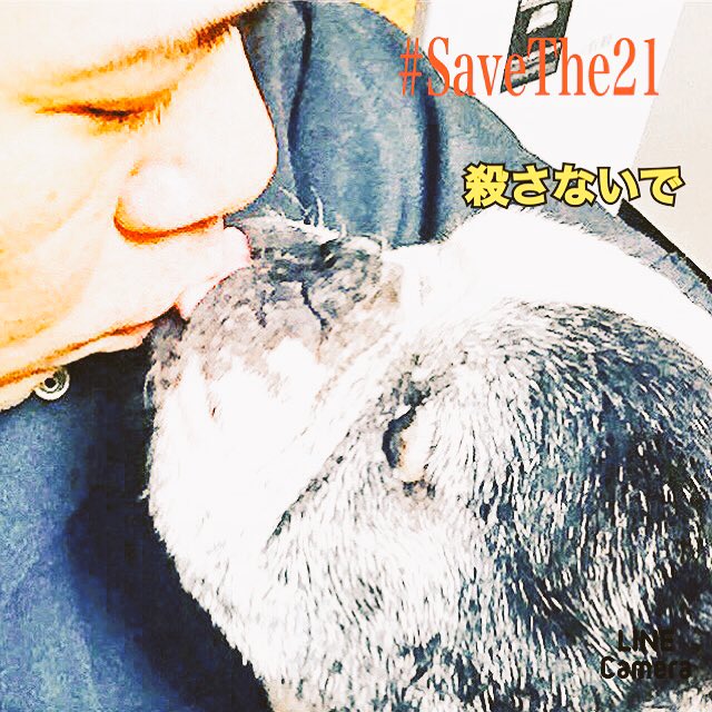 HoneyNinjaseiji's tweet photo. #savethe21 賛同します!!
殺さないで小さな命を!
大切な家族を!
#殺処分反対 #ストップ殺処分 #ピットブル #大切な家族 #allwecandoiscare #大切な命 https://t.co/oNkVoLn1Ki
