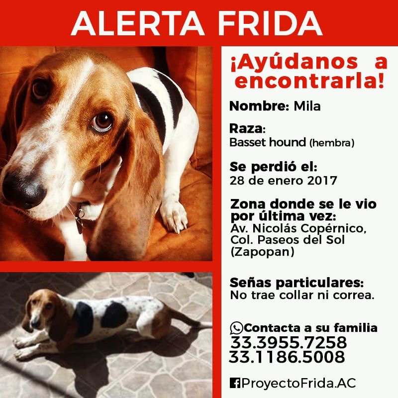 sam_angulo's tweet photo. @adopeludasgdl Estamos #BuscandoAMila ofrecemos RECOMPENSA https://t.co/xIlo8KPumf
