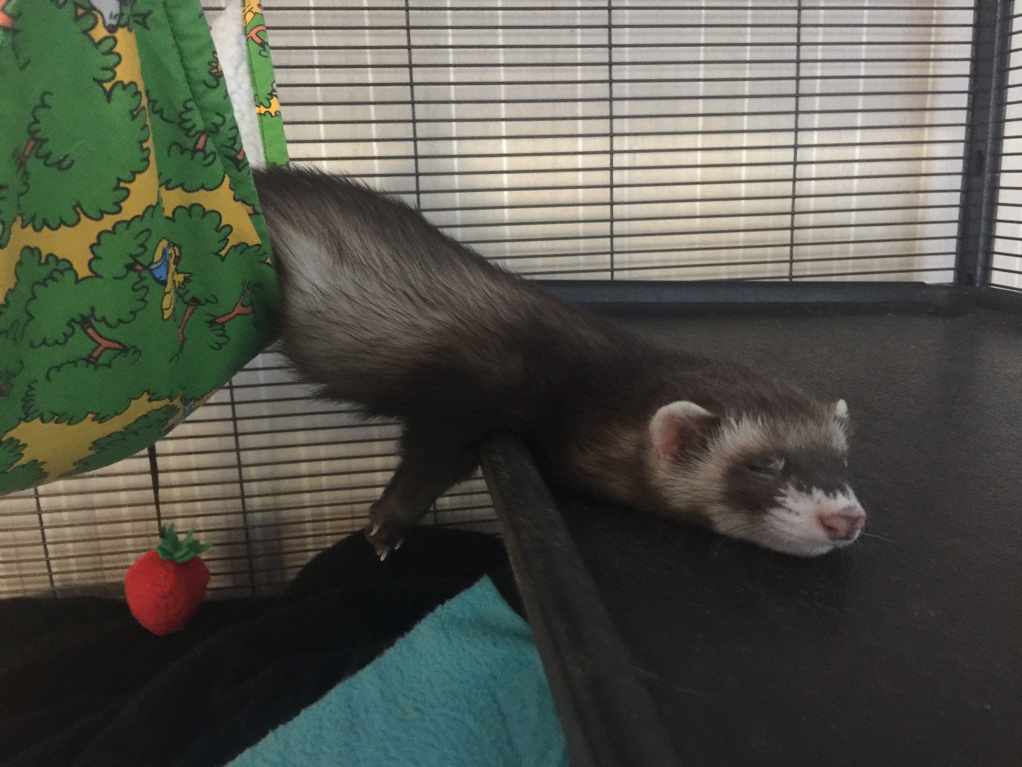 Ferret sleeping on sale