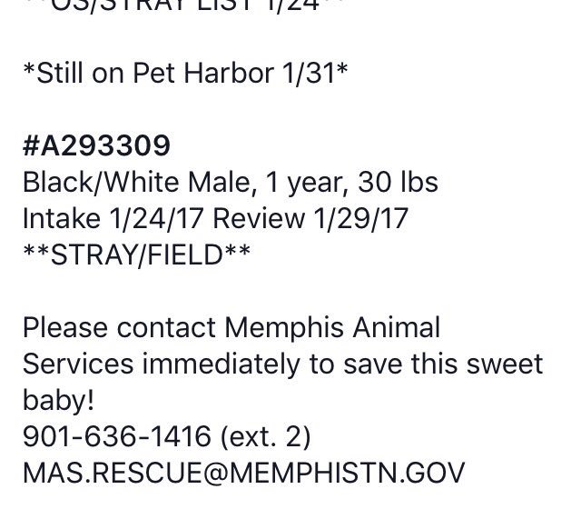 reddogsusie's tweet photo. #TN #MEMPHIS #SOS
🆘🆘URGENT 1yo sweet boy longs for a loving family! HELP SAVE HIM! #adopt #Rescue #pledge #foster 
https://t.co/XZgzxLCEMQ https://t.co/ACGKFOM0El