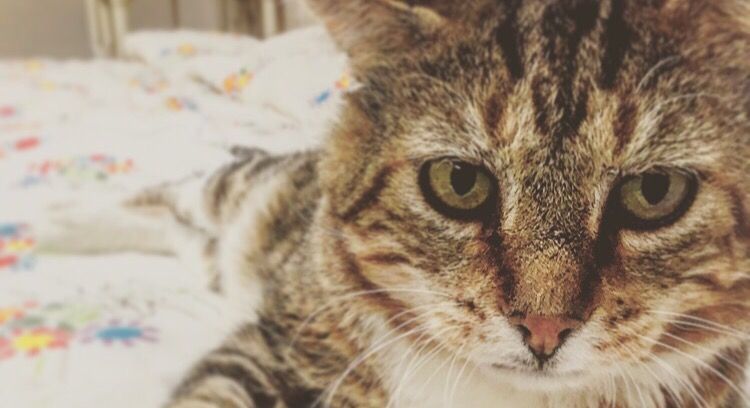 ADOPTPetShelter's tweet photo. Our cats love being able to roam or relax in our open rooms. Would you like to snuggle with this kitty? #kittychillin #catnap https://t.co/tW3g6TSsTJ