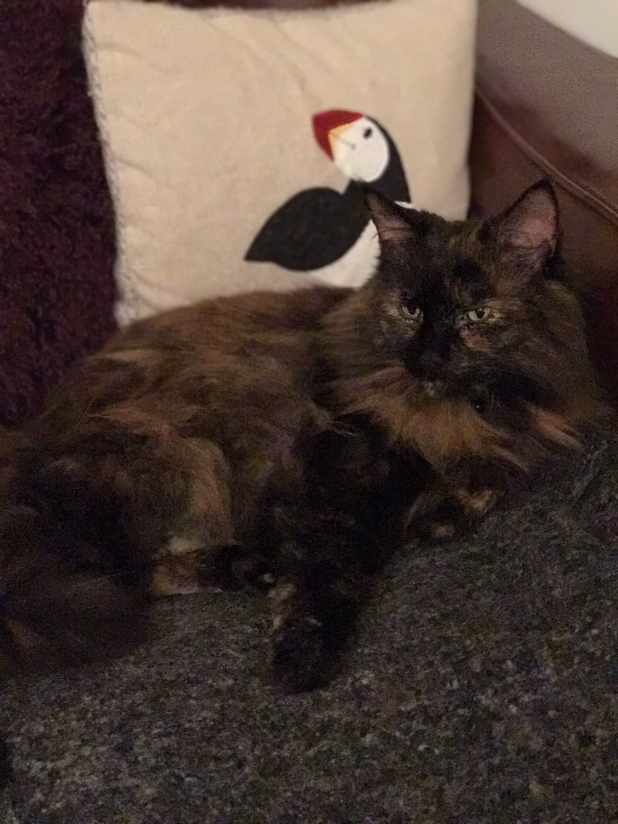 anyascats's tweet photo. Goodnight cat friends. @LovingBlogs @RT_Bloggers #CatsOfTwitter #catnap #bemoremattie https://t.co/vAYZ6F7bbm