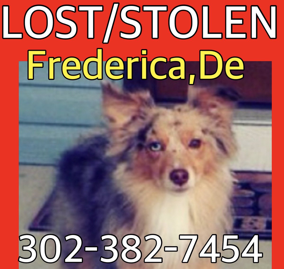 DogsFindingDogs tweet picture