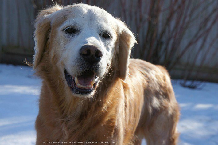 GoldenWoofs's tweet photo. Woofs Pals enjoying SNOW #petparents use petsafe icemelt #petsafety #BootTheBoot @mortonsalt Safe-T-Pet https://t.co/mZX6GfuSa5 + #giveaway https://t.co/BbncDJmhdW