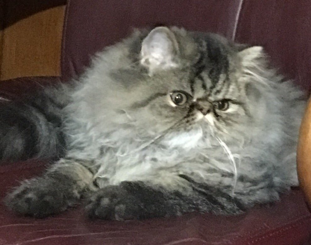 JethroKitty's tweet photo. @BuffyScratches @InokumaT @HazelCane @artymeeps @NancyCakeFace @lampwireslayer Giz wants to play https://t.co/tnyS5puNYR