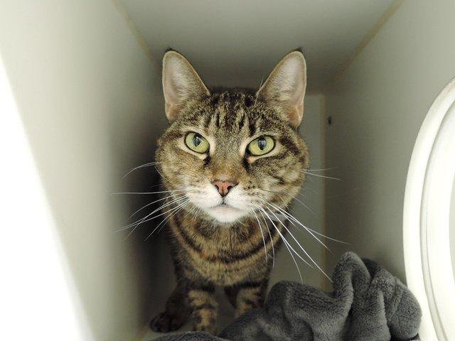 NYCDEATHROWCATS's tweet photo. DRAGONIA - A1102085 
 ***TO BE DESTROYED 02/02/17***  BEGINNER RATED SWEETIE – DRAGONIA IS AFFECTIONATE, ... https://t.co/de79R8BuAK https://t.co/FT2ksQ5tTZ