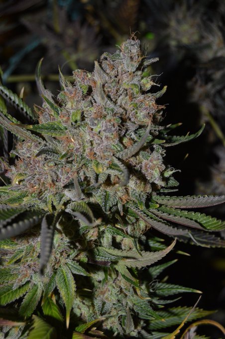 This harvest is fire 😍 We're getting good reviews! What do you guys think 🤔💯🔥 https://t.co/BQ8iu6Dc8<a href="/tag/throwback"class="tags"><span>#throwback</span></a>