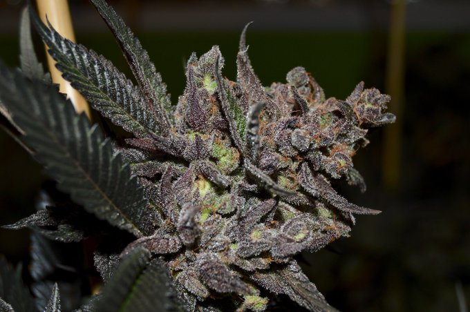 This harvest is fire 😍 We're getting good reviews! What do you guys think 🤔💯🔥 https://t.co/BQ8iu6Dc8<a href="/tag/myheaderisfire"class="tags"><span>#myheaderisfire</span></a>