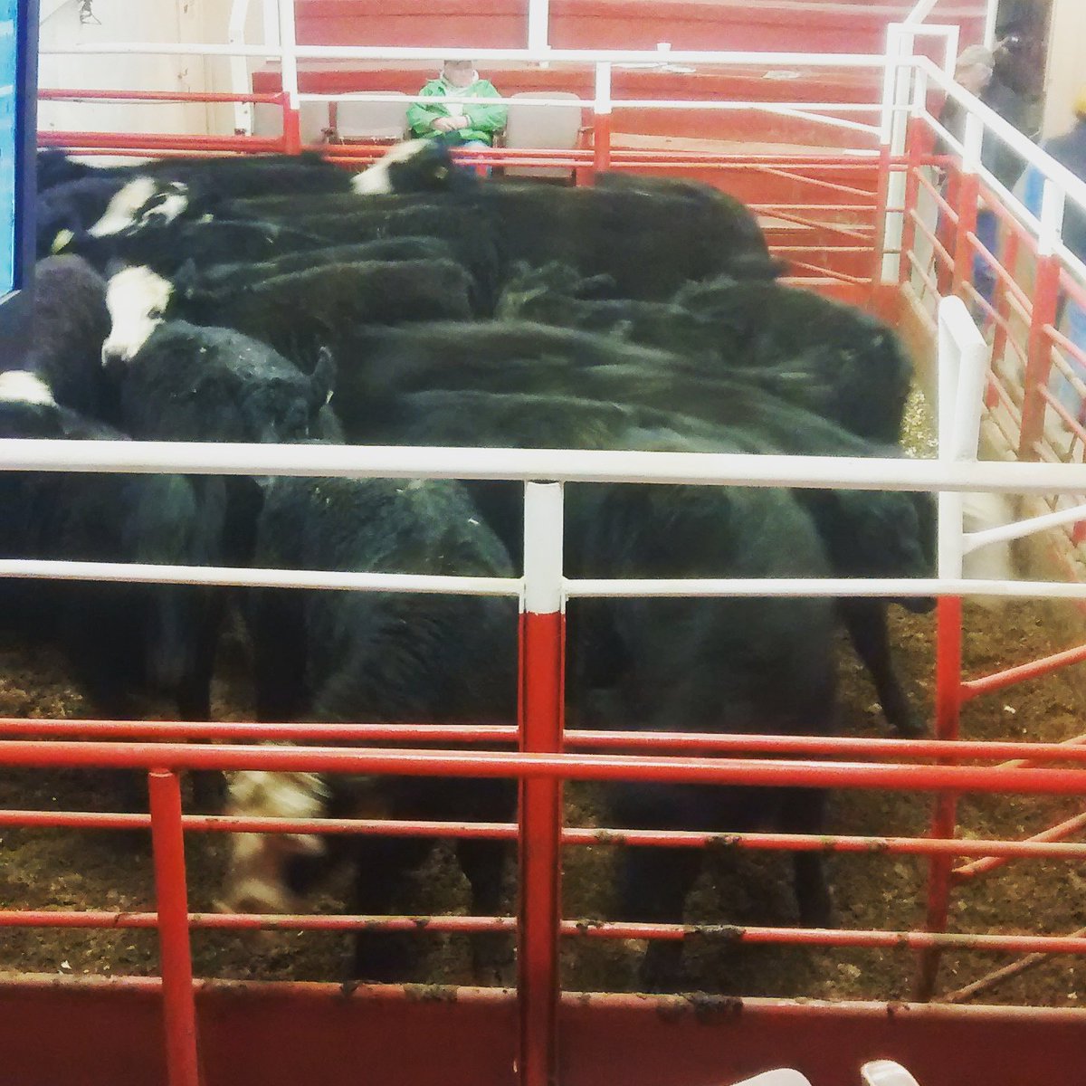 SusannahM17's tweet photo. #swccag Authentic learning environment selling our calves at sale barn. Shout out to Creston Livestock Auction. https://t.co/Ylsz6dinzR