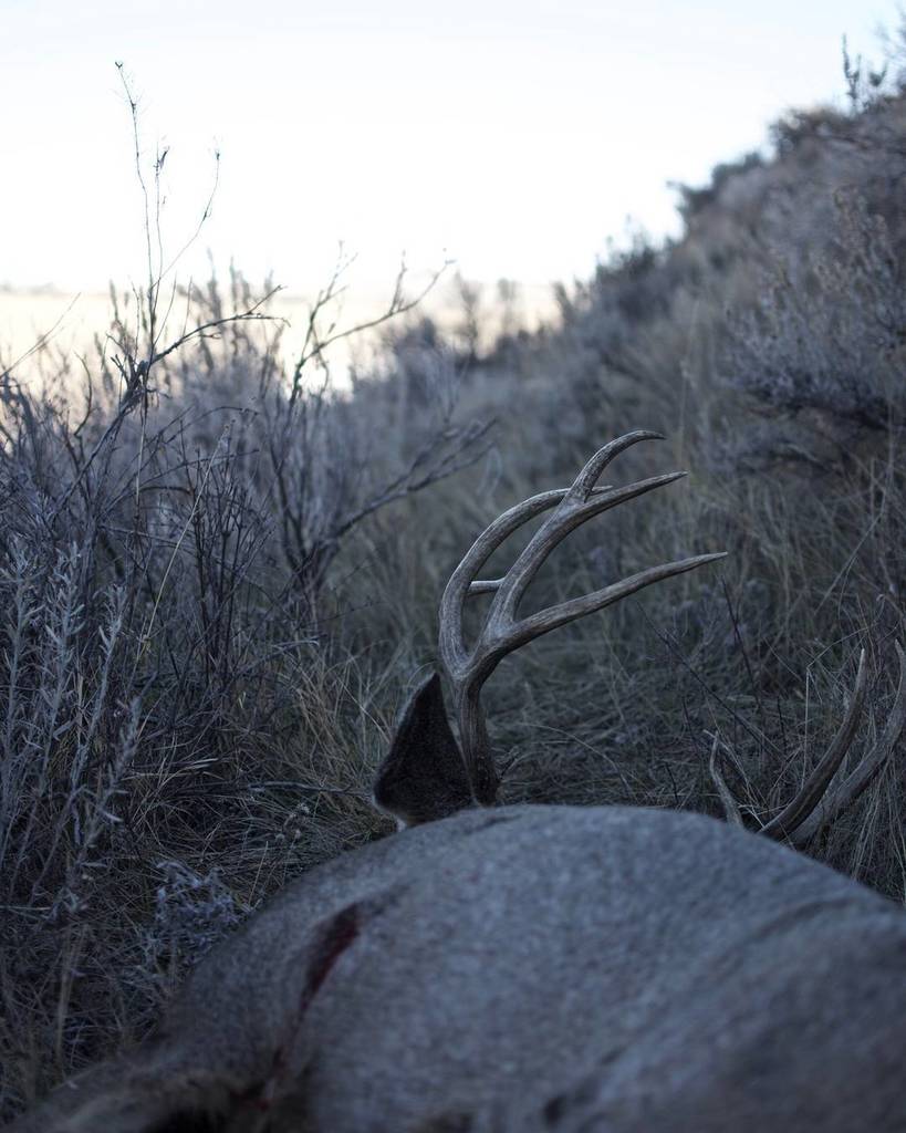 GORETEXhuntfish's tweet photo. @Dahlberg.Digital connected with his first mule deer in Montana last fall.
#HuntDifferent | #ExperienceMore | #Mul… https://t.co/3GDpevVDIQ