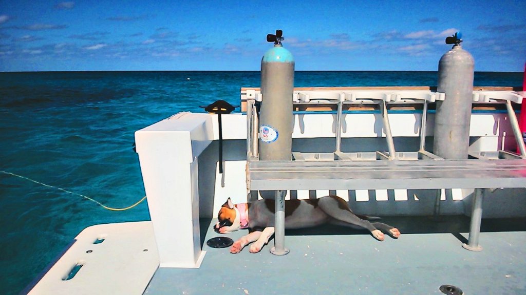 DiveTimeAbaco's tweet photo. Even a dogs life is better in The Bahamas!!!! #itsbetterinthebahamas #divetimeabaco #Bahamasdiving https://t.co/sDdDMN3a6B