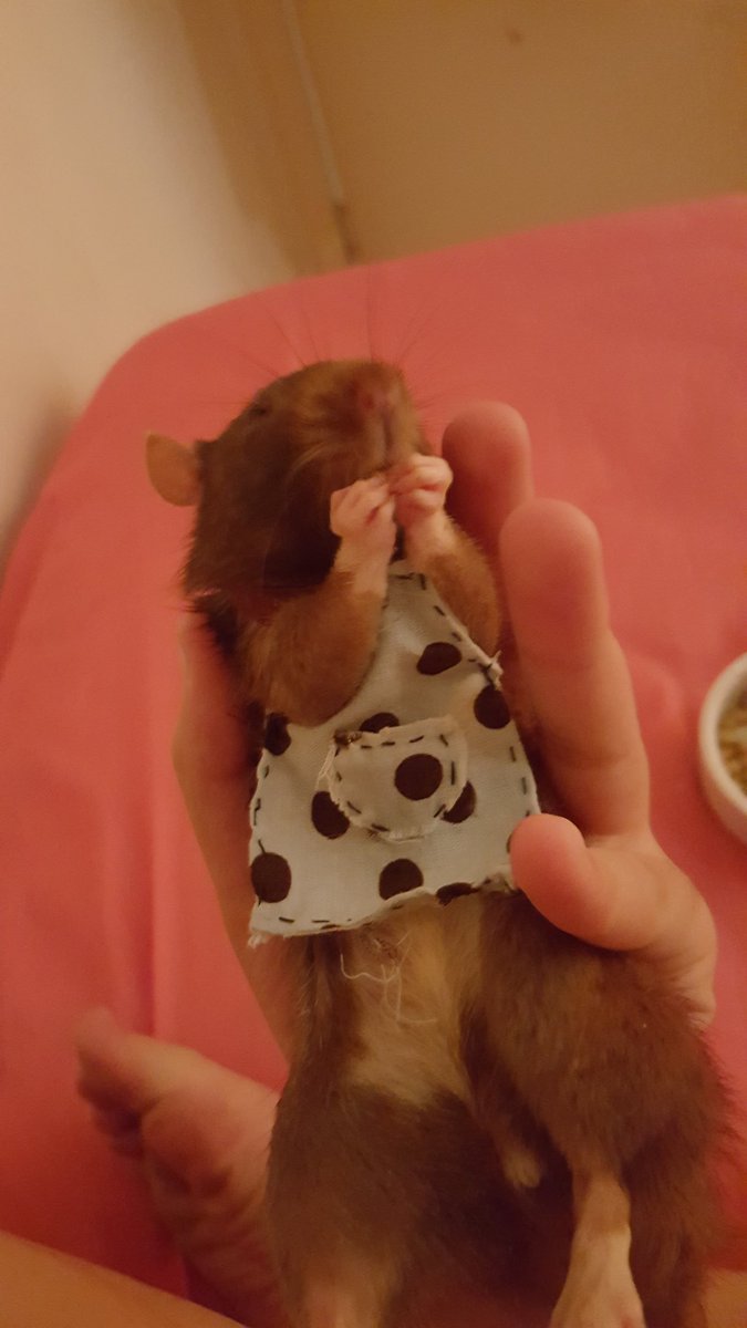 tinypedal's tweet image. 