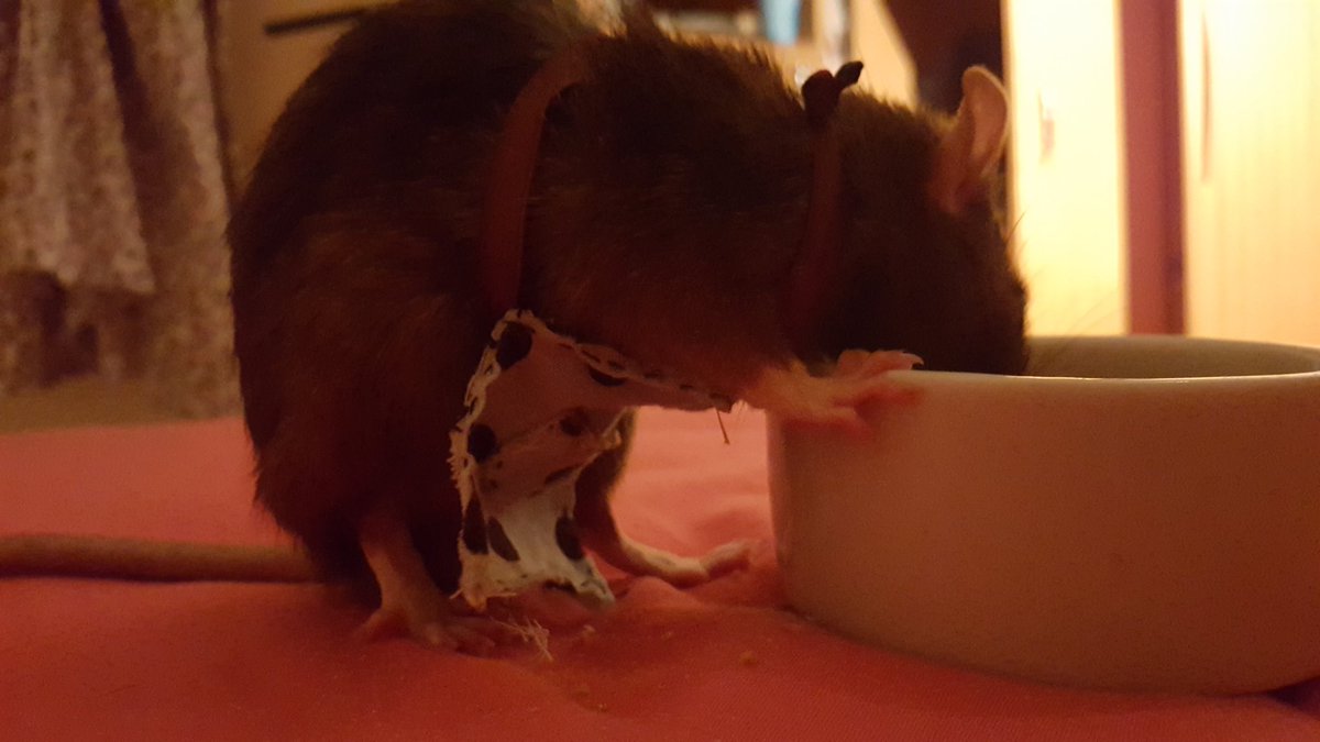 tinypedal's tweet image. 