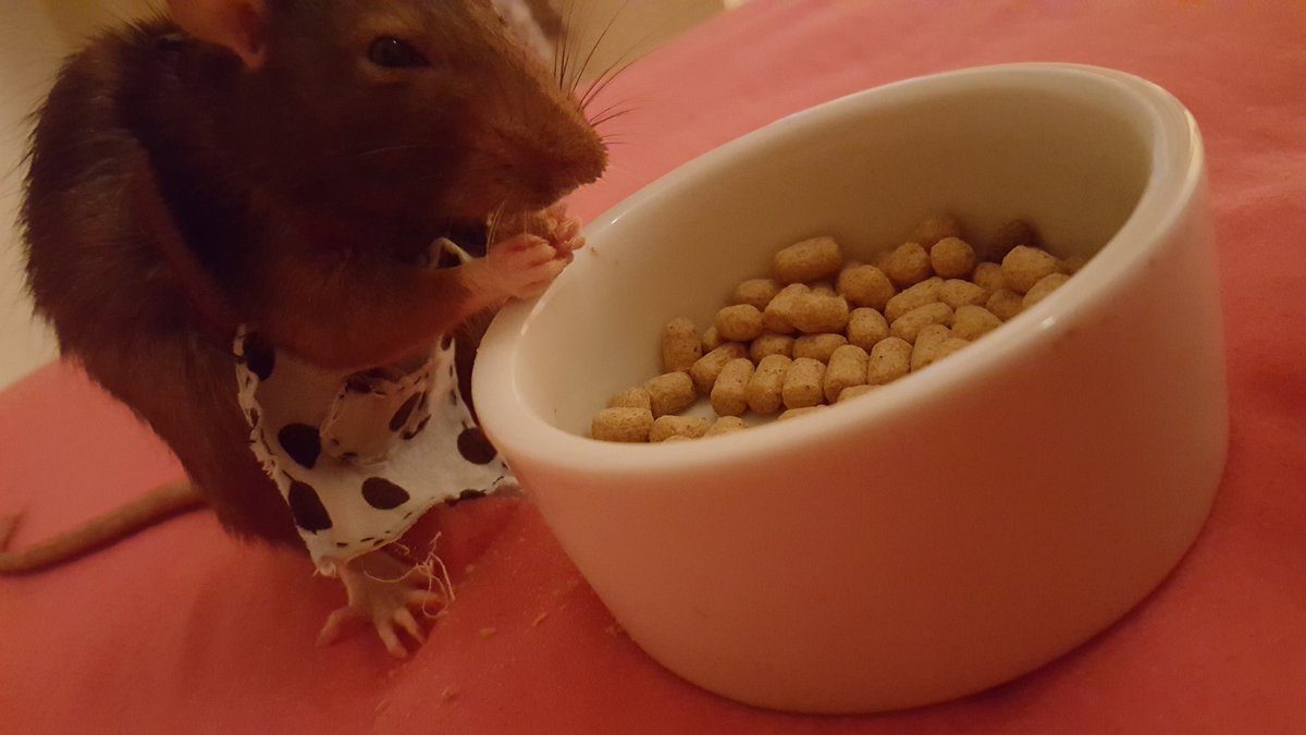 tinypedal's tweet image. 