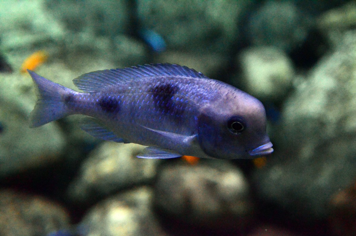 MoskvariumGuide's tweet photo. Пресноводная рыба Голубой дельфин #blueDolphinFish был обнаружен в африканском озере Малави в 1902 году. Эндемик. #moskvarium #москвариум https://t.co/1XnW0nXoH6