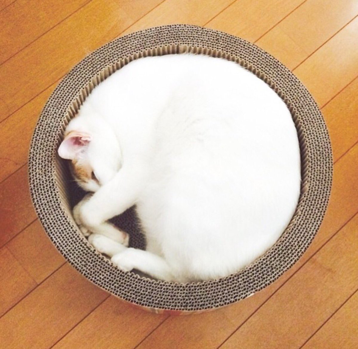 cafe_orchestra's tweet photo. オープンしてます！ https://t.co/1LTzgnmtjK