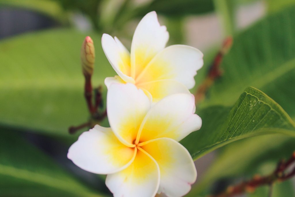 Honda Cars 沖縄 美ら花だより プルメリアの花 ハワイでよく見かけるプルメリア 沖縄でもあちこちで咲いています 白と黄色のツートンカラーの美しい花 かすかな甘い香りがします その花言葉は 気品 恵まれた人 内気な乙女 です