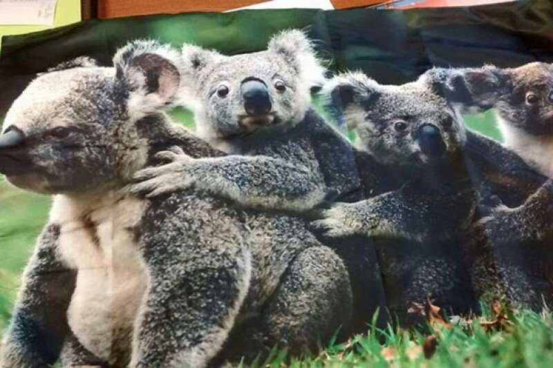 tinybutmighty tweet media