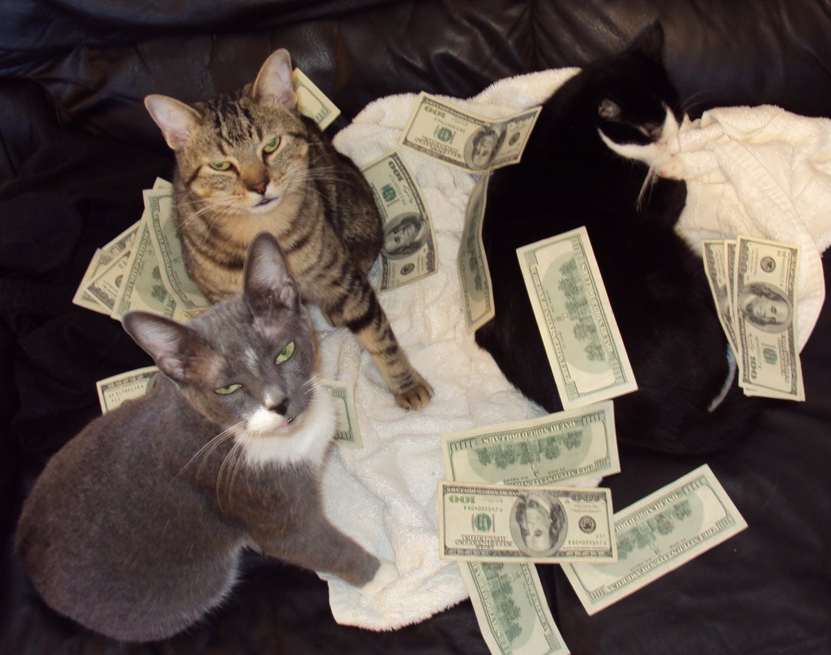 CatsAndMoney's tweet photo. squad: https://t.co/0EX7dQFTAY https://t.co/zDyEBOHna1