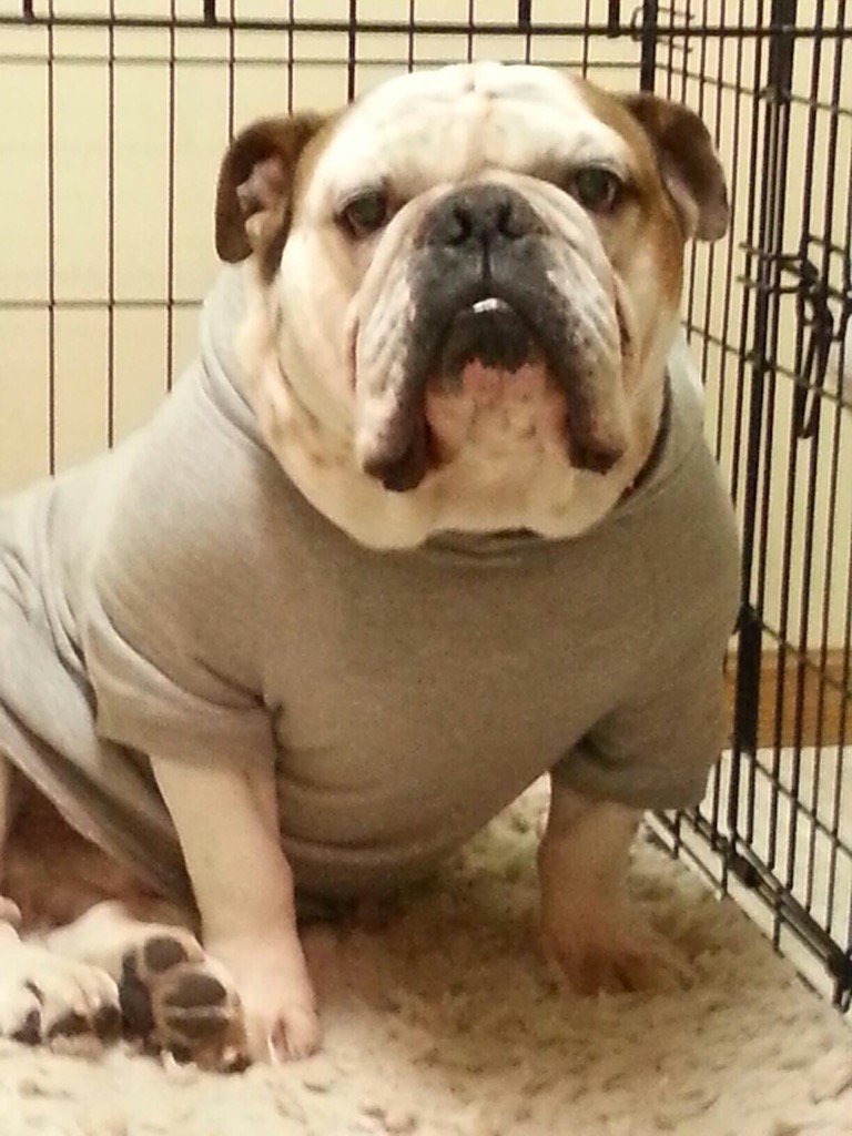 The face Dodger makes when I tell him he needs to go on a diet..