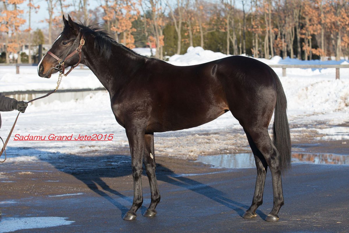 SILKHCofficial's tweet photo. 【競走馬・募集馬情報】
・2016年度募集馬(現2歳馬)の近況ならびに画像を更新しました!
https://t.co/a1oYkUaZpI
#silk2016 #シルク2歳 #更新 https://t.co/XgMtVjjkqH