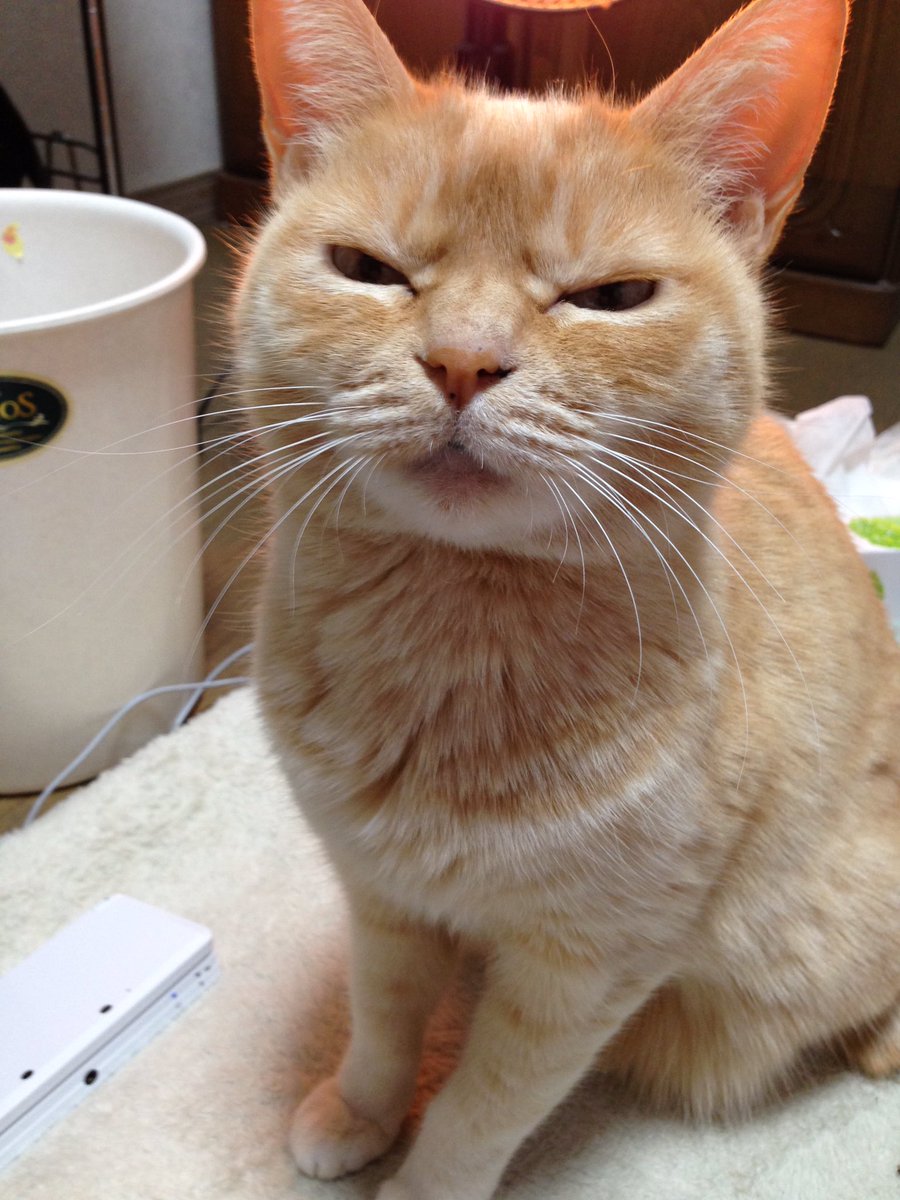 モンゴリアンデスワーム Na Twitteru 猫でも眉間にシワ寄せるんですねみたいなリプ来るんだけどうちの猫の眉間あたりの骨格が多分おかしいだけです モンゴリアンデスワーム Na Twitteru 猫でも眉間にシワ寄せるんですねみたいなリプ来るんだけどうちの猫の眉間あたりの骨格が多分おかしいだけです