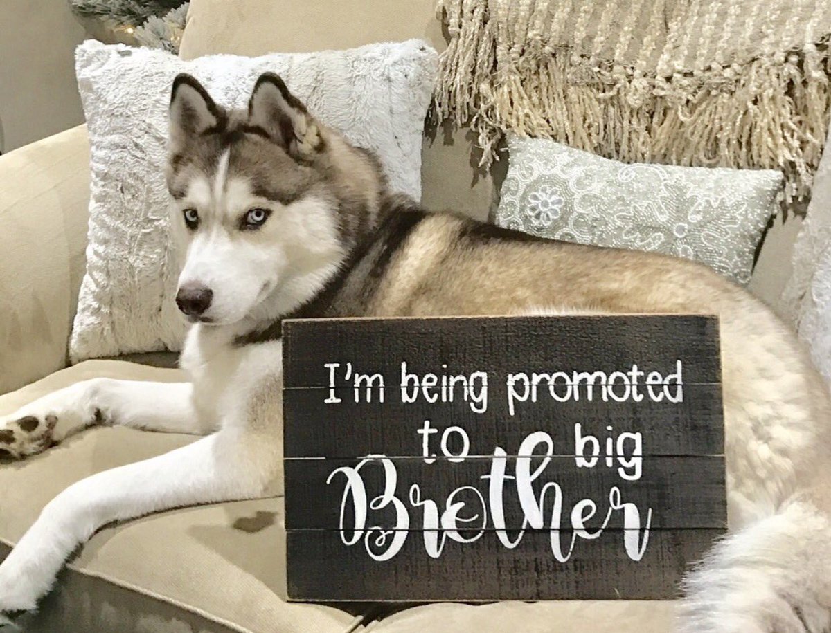 ZRBarnesBooks's tweet photo. We are going to be mommy and daddy! Can't wait to meet our little boy or girl. #DueJuly #Pregnant https://t.co/PEycinejo6